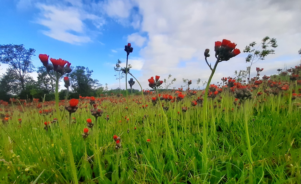 idiv-A field of orange hawkweed, of the genus Hieracium, in the foreground with a bright blue sky with clouds in the background.