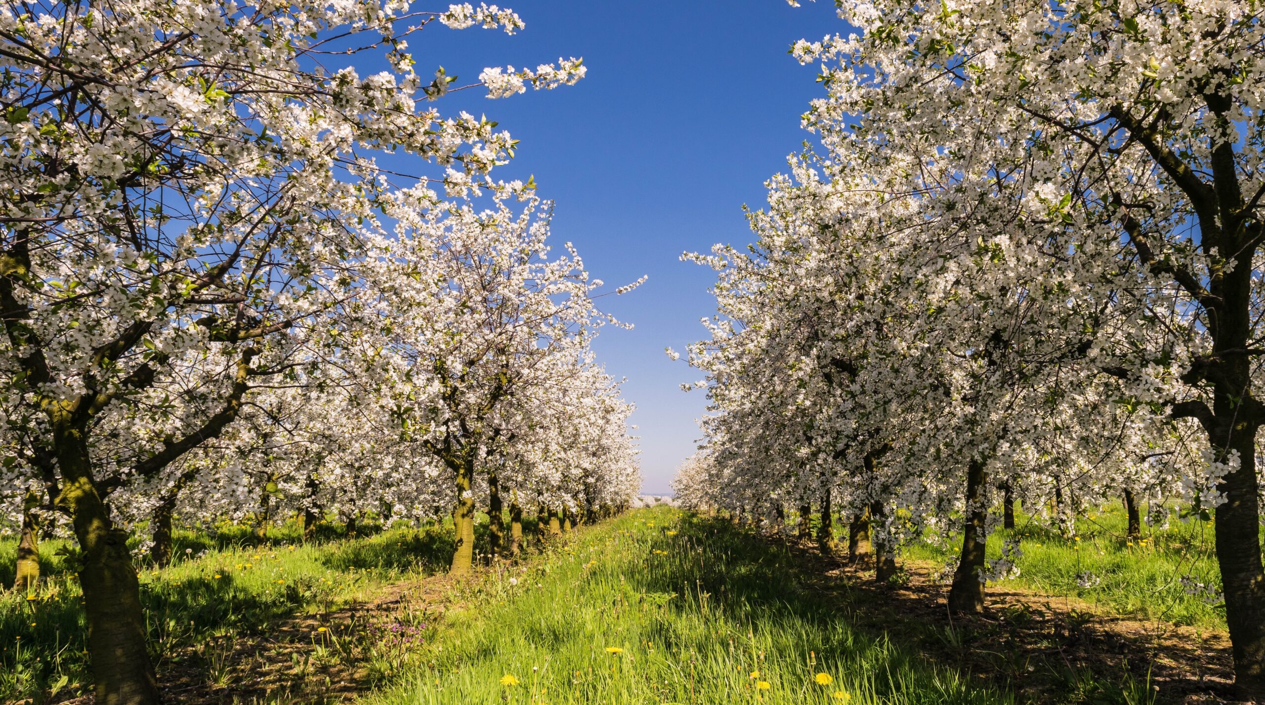 idiv-A plantation of flowering fruit trees to the left and the right showing a grassy path down the meadow and blue skies above.