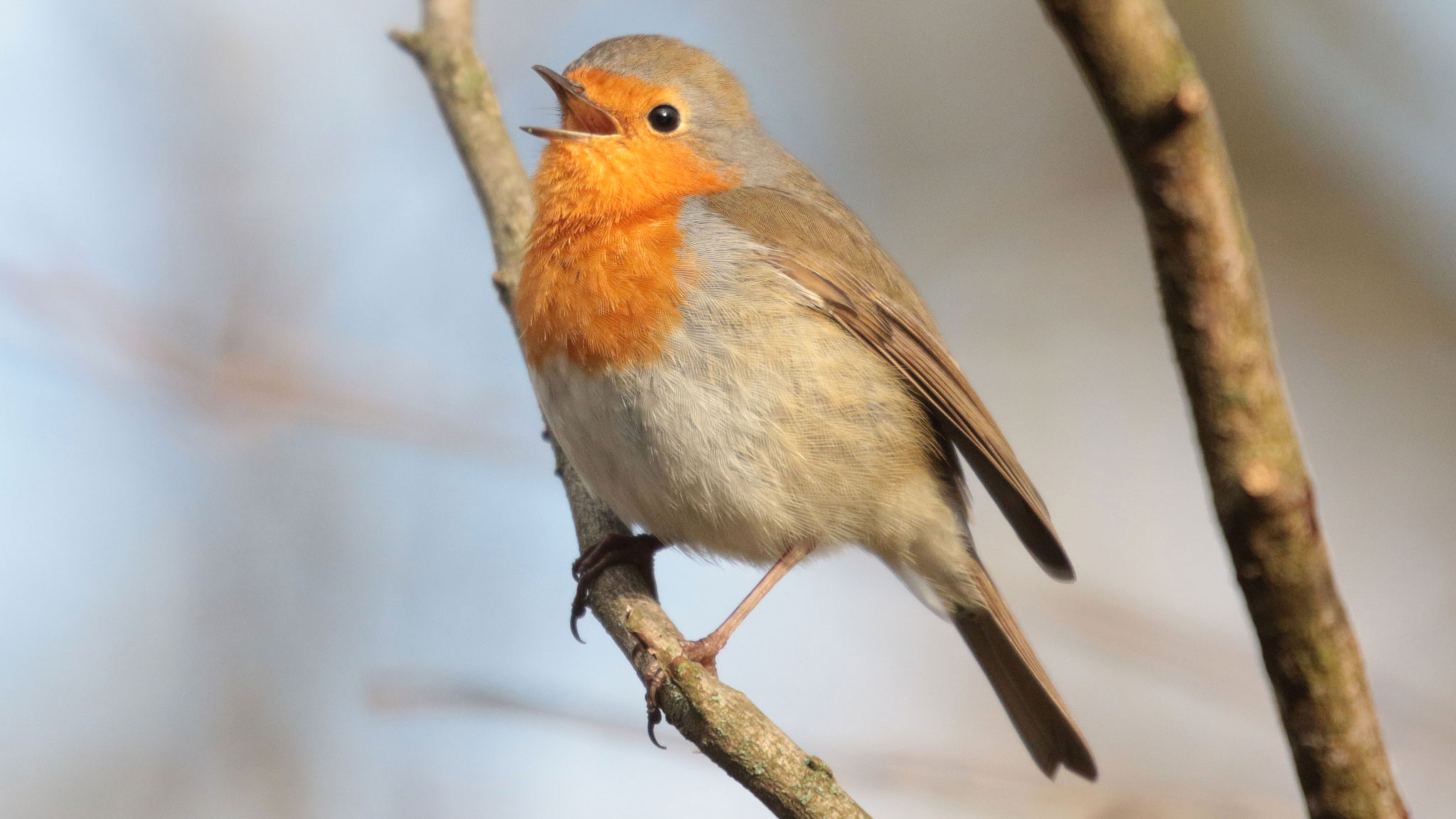 idiv-A robin redbreast singing