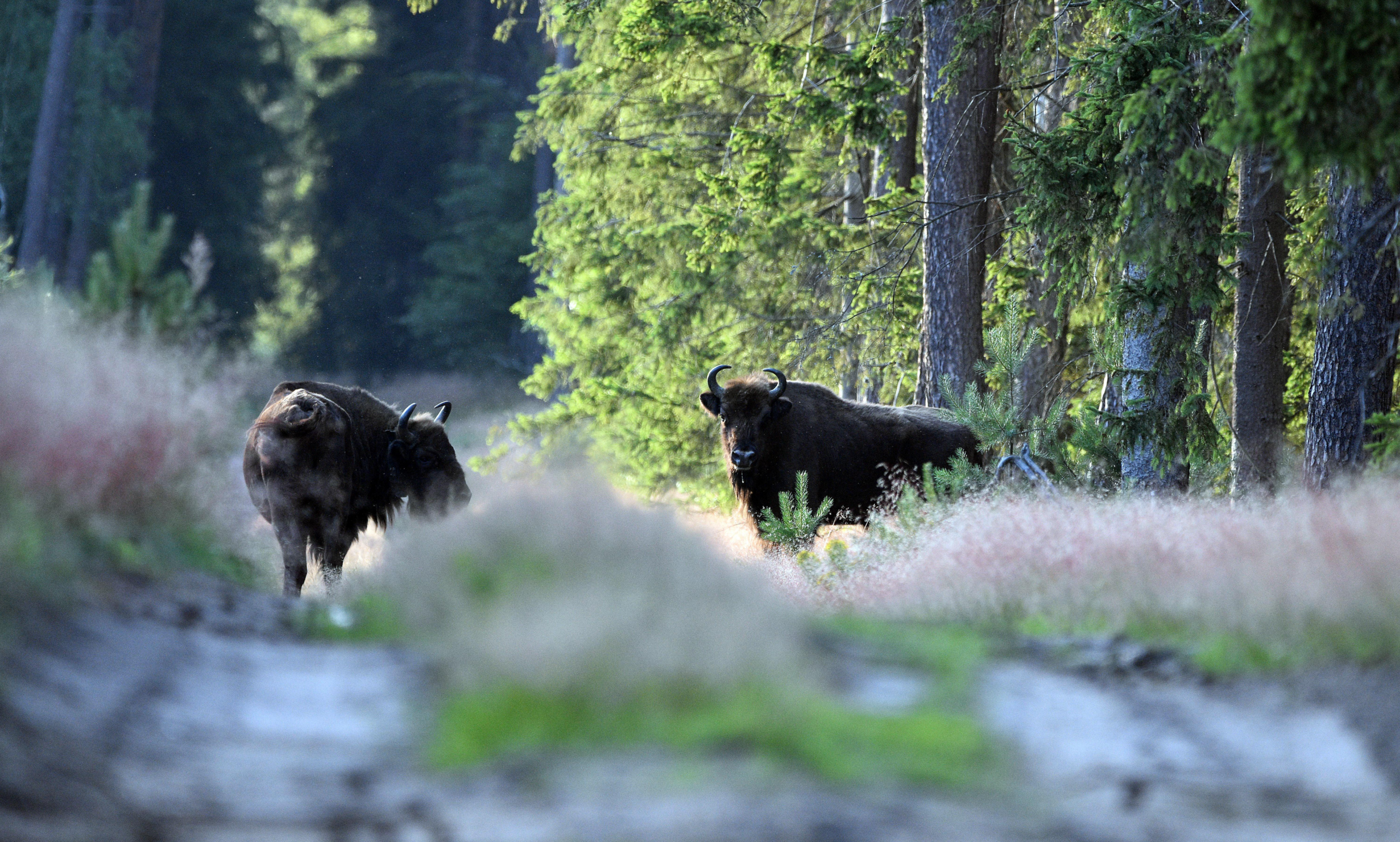 idiv-European Bison on a forested path A. Pawlak
