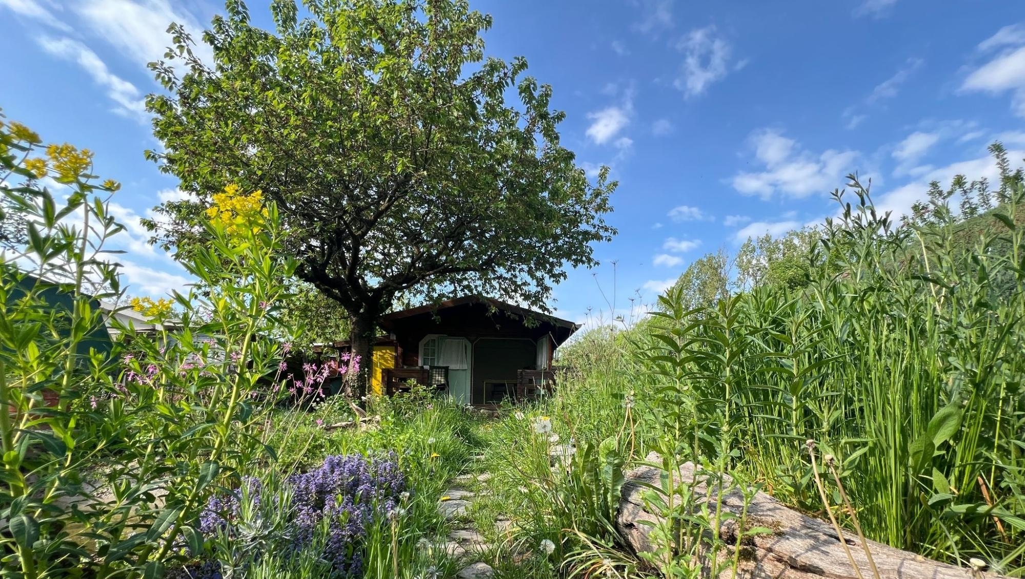 idiv-A ground-level picture of a garden with a small shed in the background.