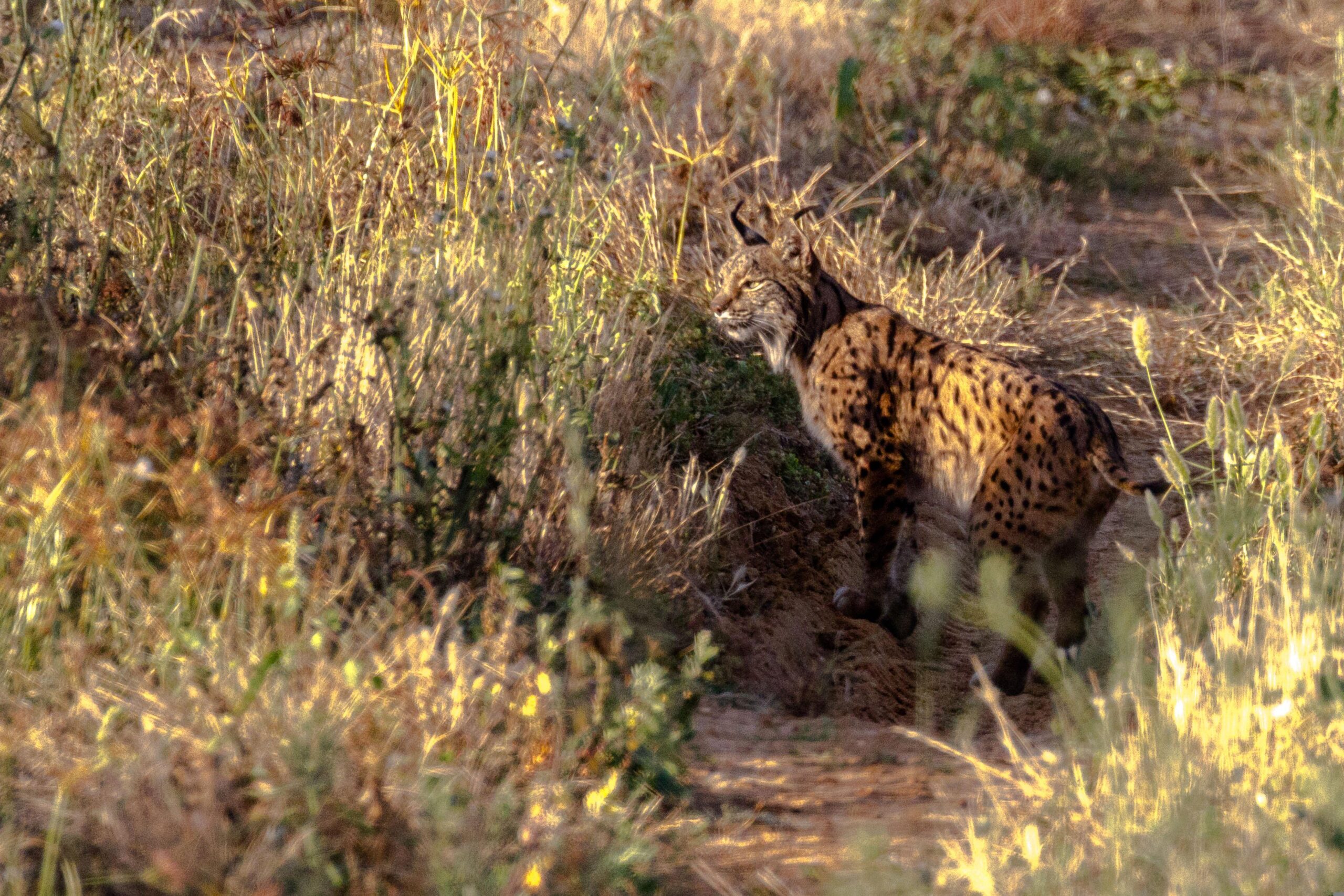 idiv-Iberian Lynx in grassland A. Saturnino / Pixabay