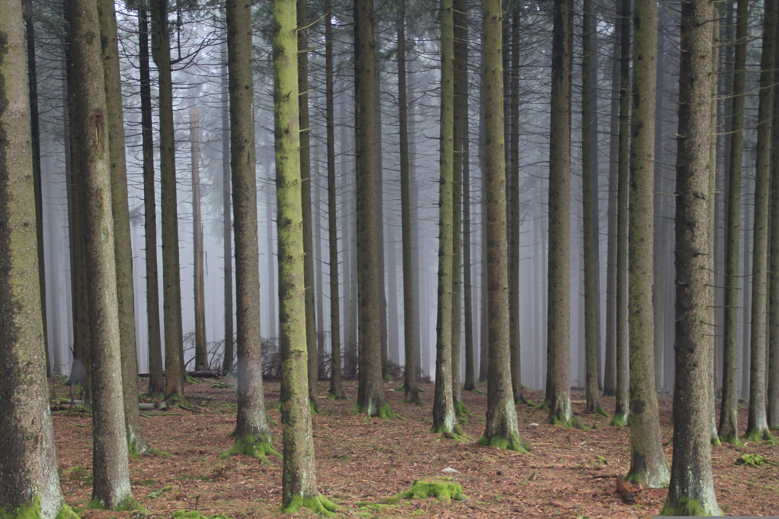 idiv-Monoculture forest in the fog J.Klug / Pixabay