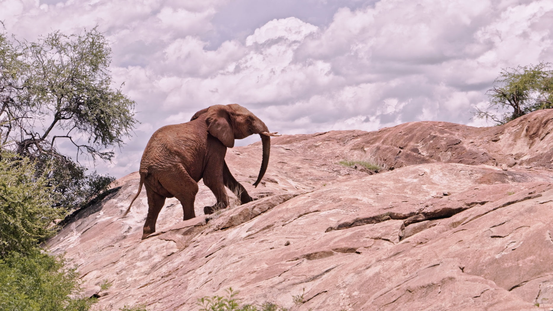 idiv-An alephant climbing the rock pools in Samburu National Reserve_Robbie Labanowski_16_9