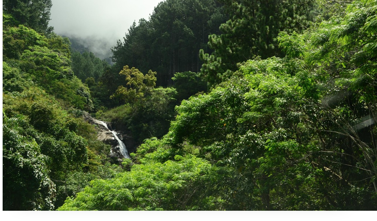 idiv-Sreetama Bhadra_Why biodiversity is shaped by more than visible features_Photo: Arpita Dutta