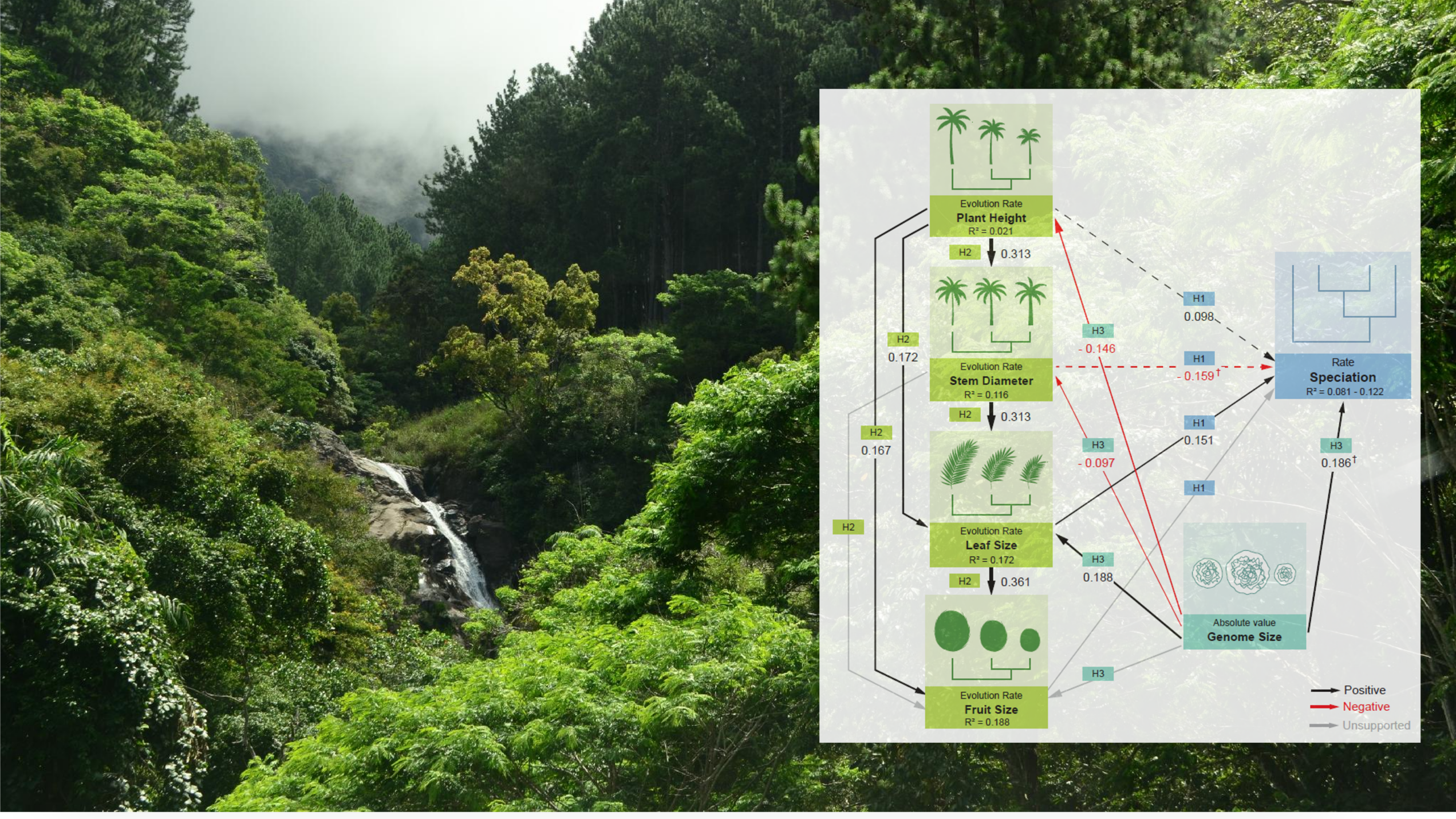 idiv-Sreetama Bhadra_Why biodiversity is shaped by more than visible features_Photo: Arpita Dutta (with grafik)