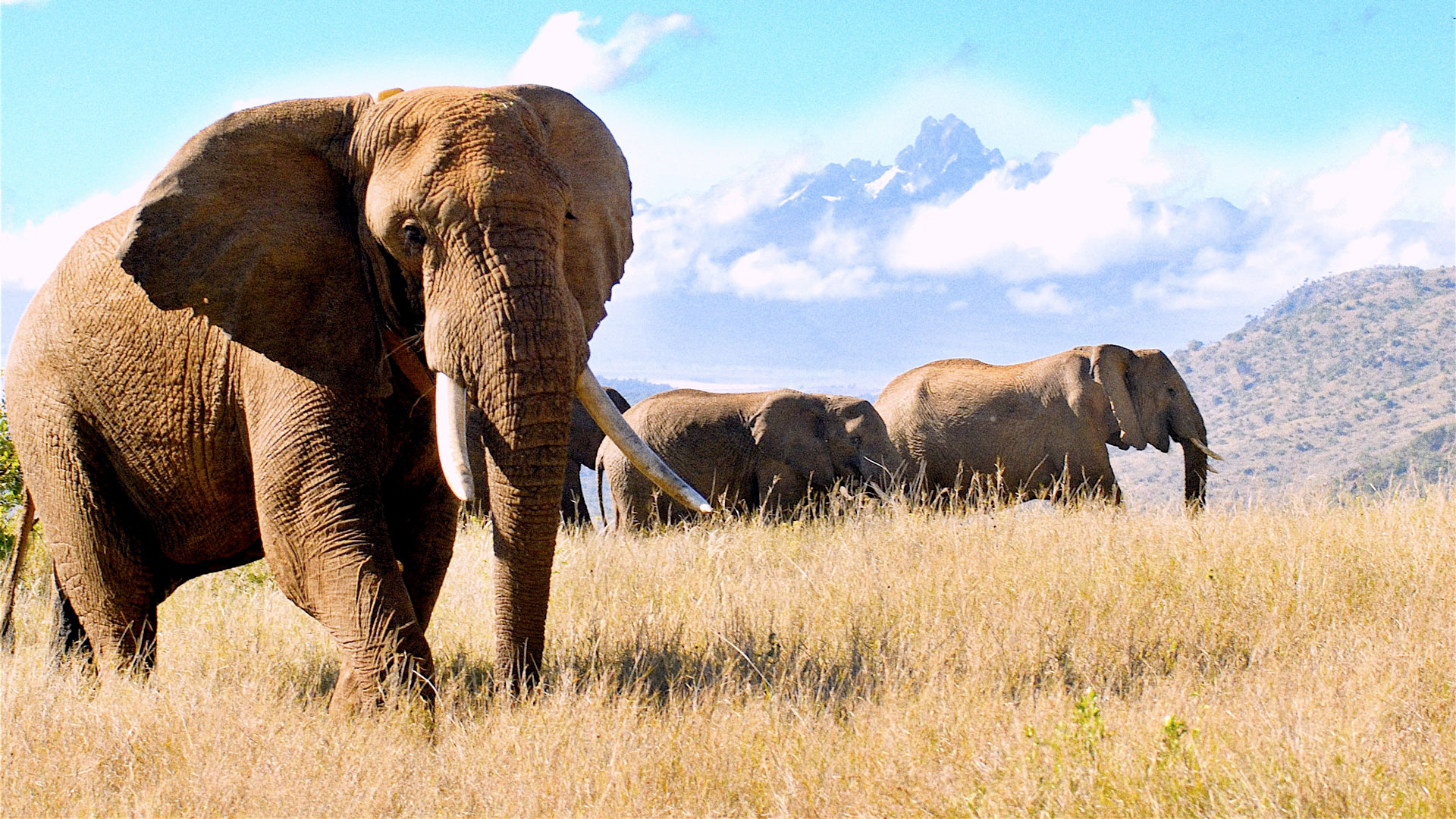 idiv-Thirty-seven African elephants marched with Hannibal across the Alps_Fritz Vollrath_16_9