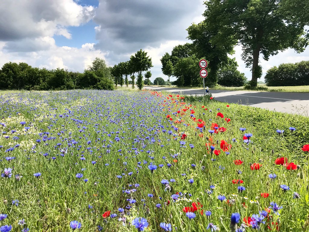 idiv-A rural roadside with wildflowers in bloom, mainly red and blue, under a partly cloudy sky; speed limit signs are visible along the road lined with trees. (Photo: Guy Pe’er/iDiv)