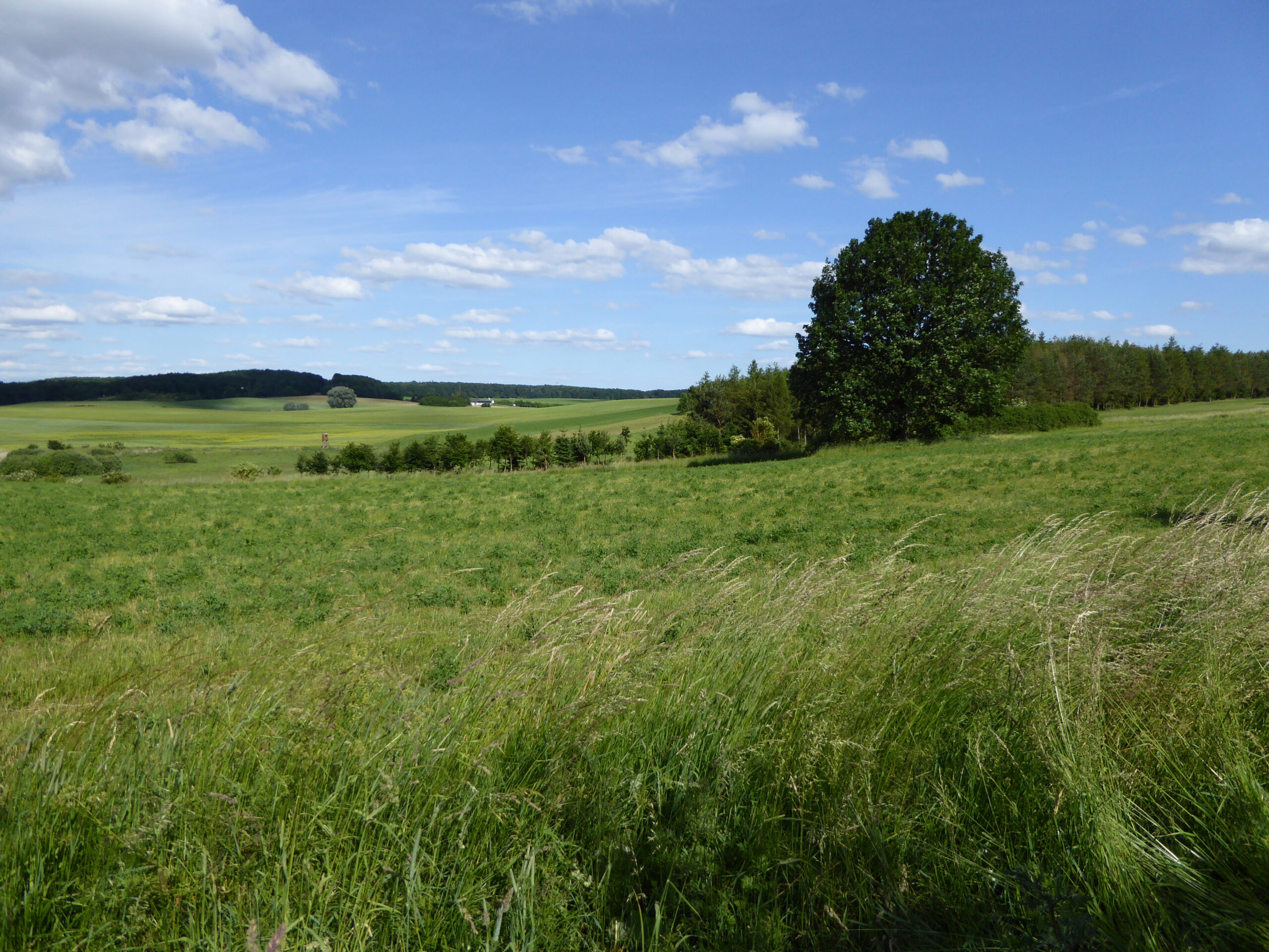 idiv-A green field with tall grass and a blue sky in the background