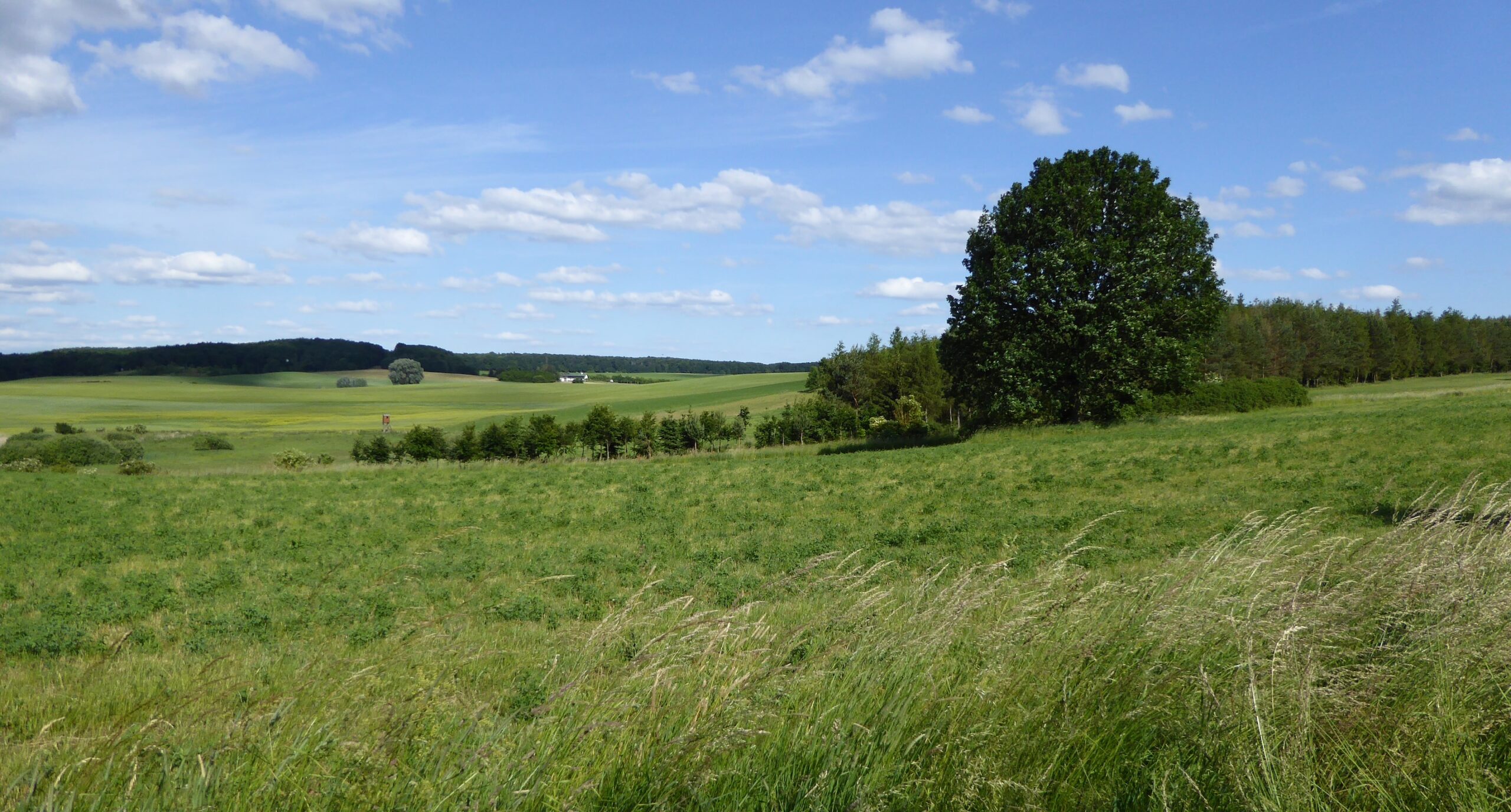 idiv-A green field with tall grass and a blue sky in the background