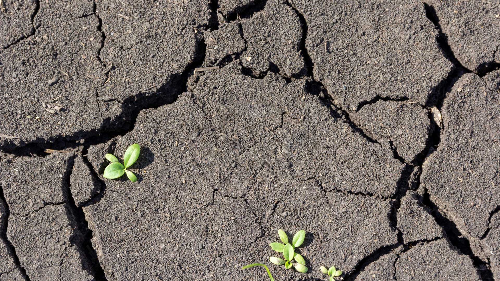 idiv-The photo shows a dried-out soil.