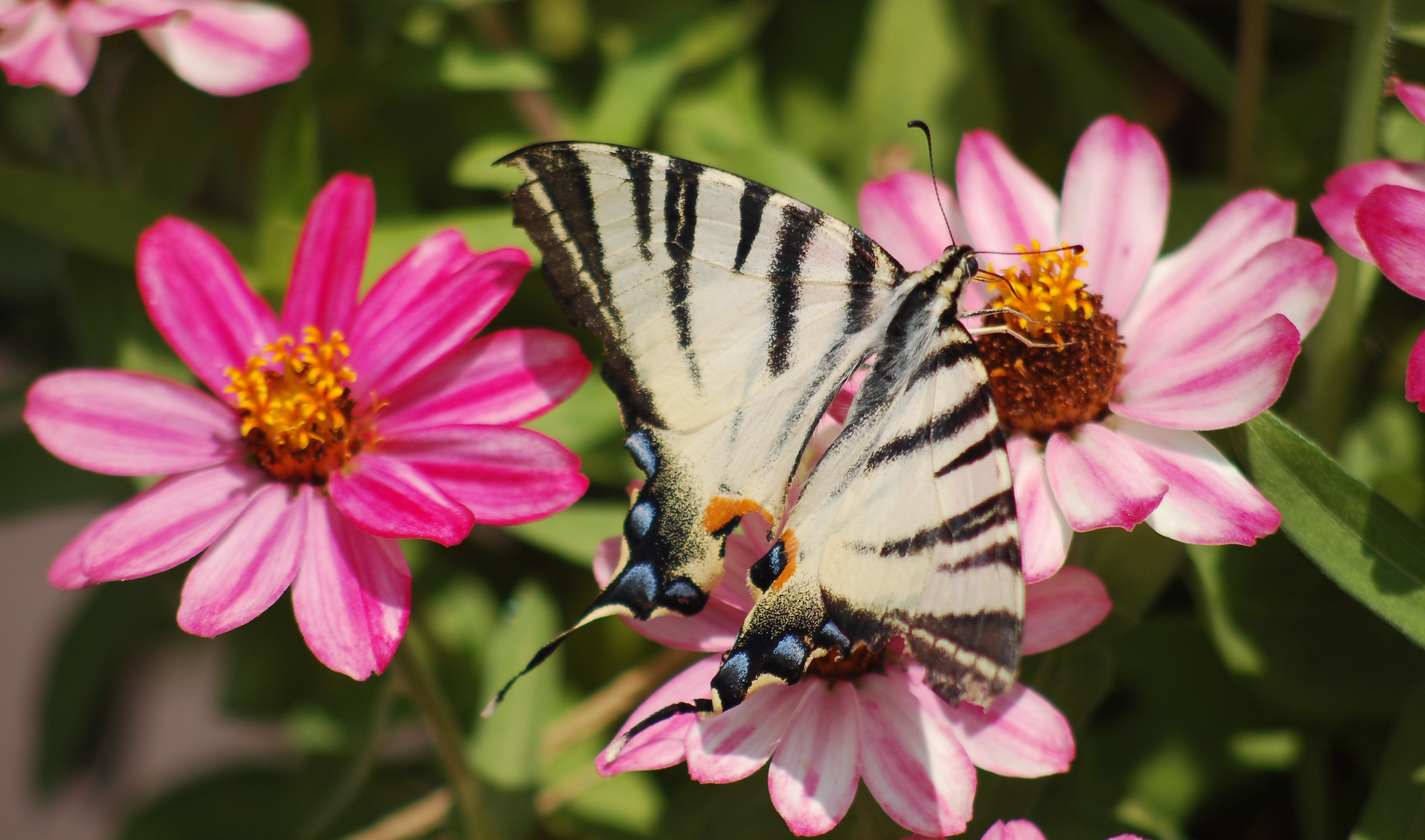 idiv-A cream‑colored butterfly with black stripes and small blue and orange spots rests on a cluster of bright pink flowers with yellow centers. The flowers are surrounded by green leaves, and the scene has a soft, natural garden background.