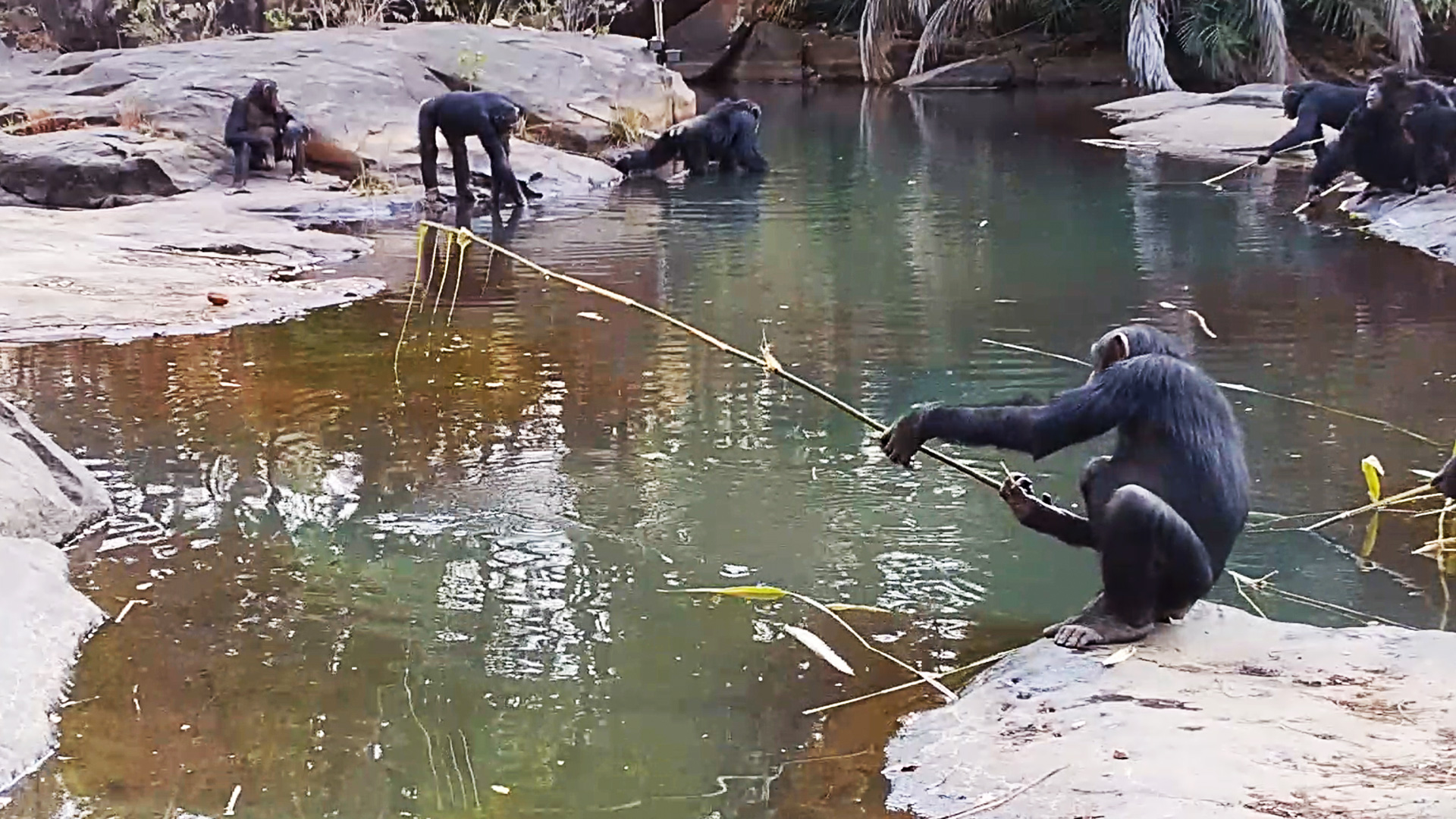 idiv-Group of chimpanzees using sticks to fish for termites at the edge of a water body