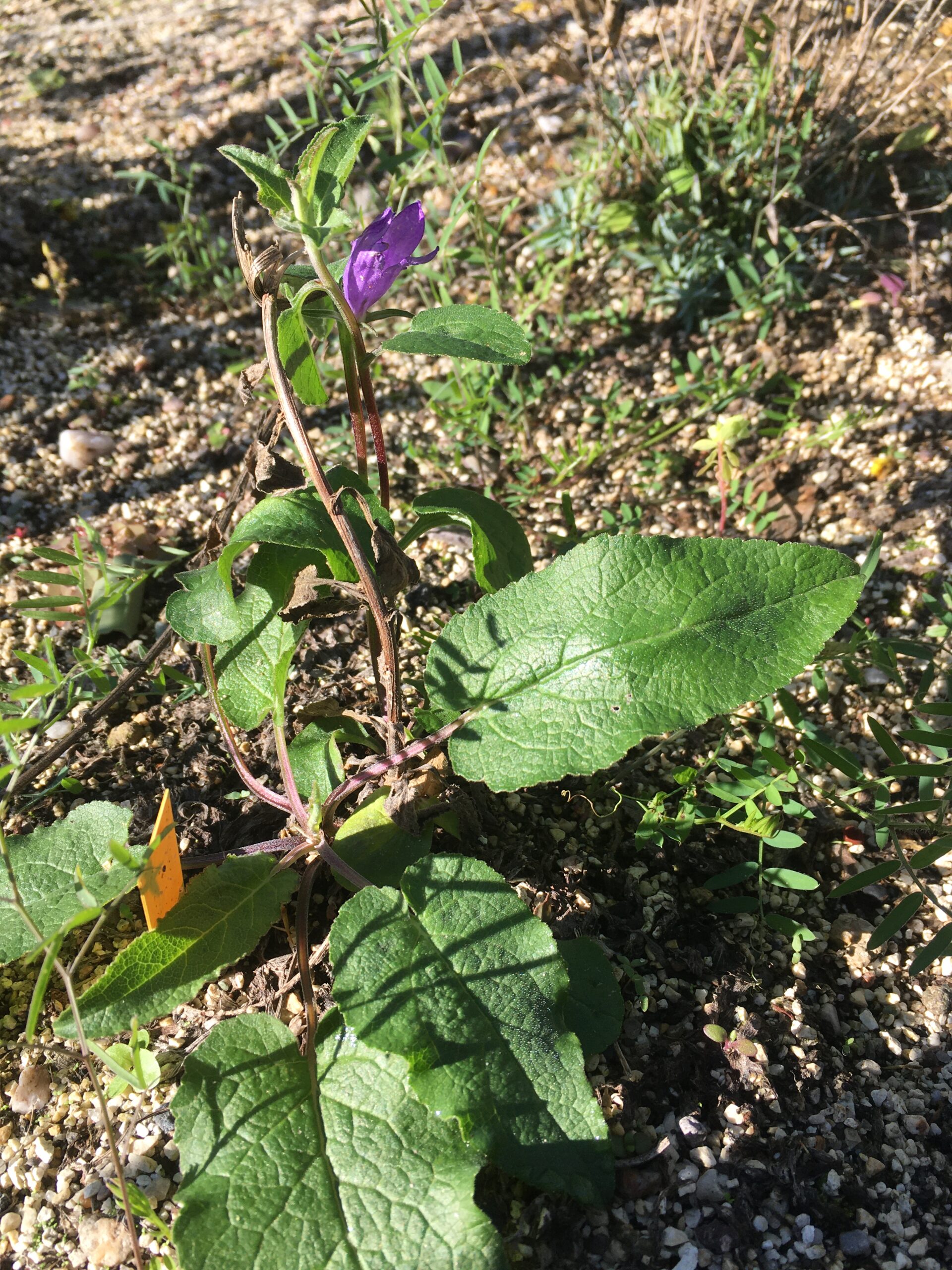 idiv-A blue-flowering plant in a mixed bed in Halle monitored in the PhenObs project (Photo: Isabell Hensen)