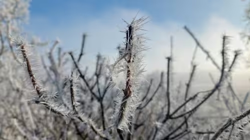 idiv-Plants frozen in winter in front of a blue sky
