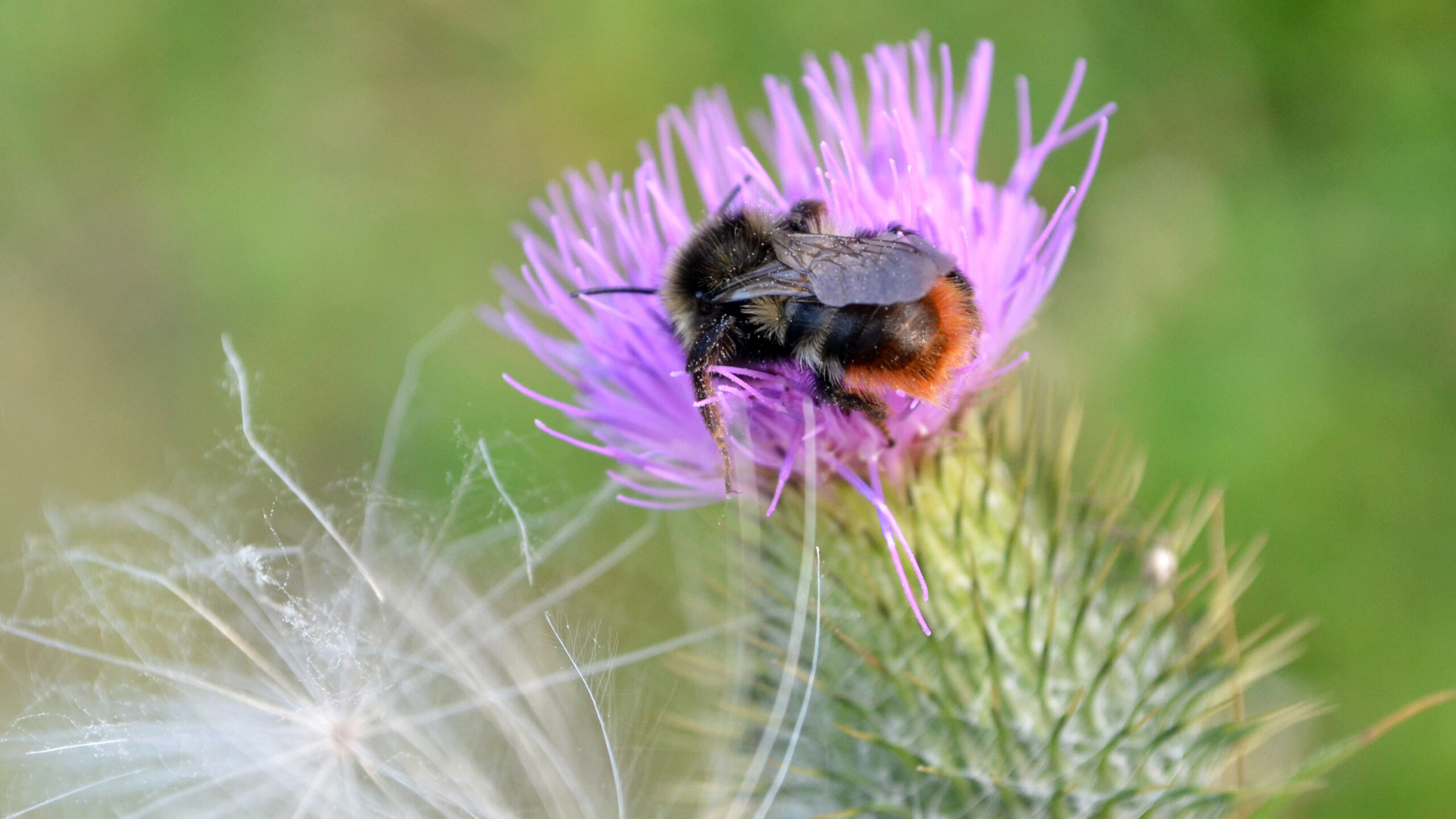 idiv-Distelblüte mit Hummel am Strand in Nonnevitz