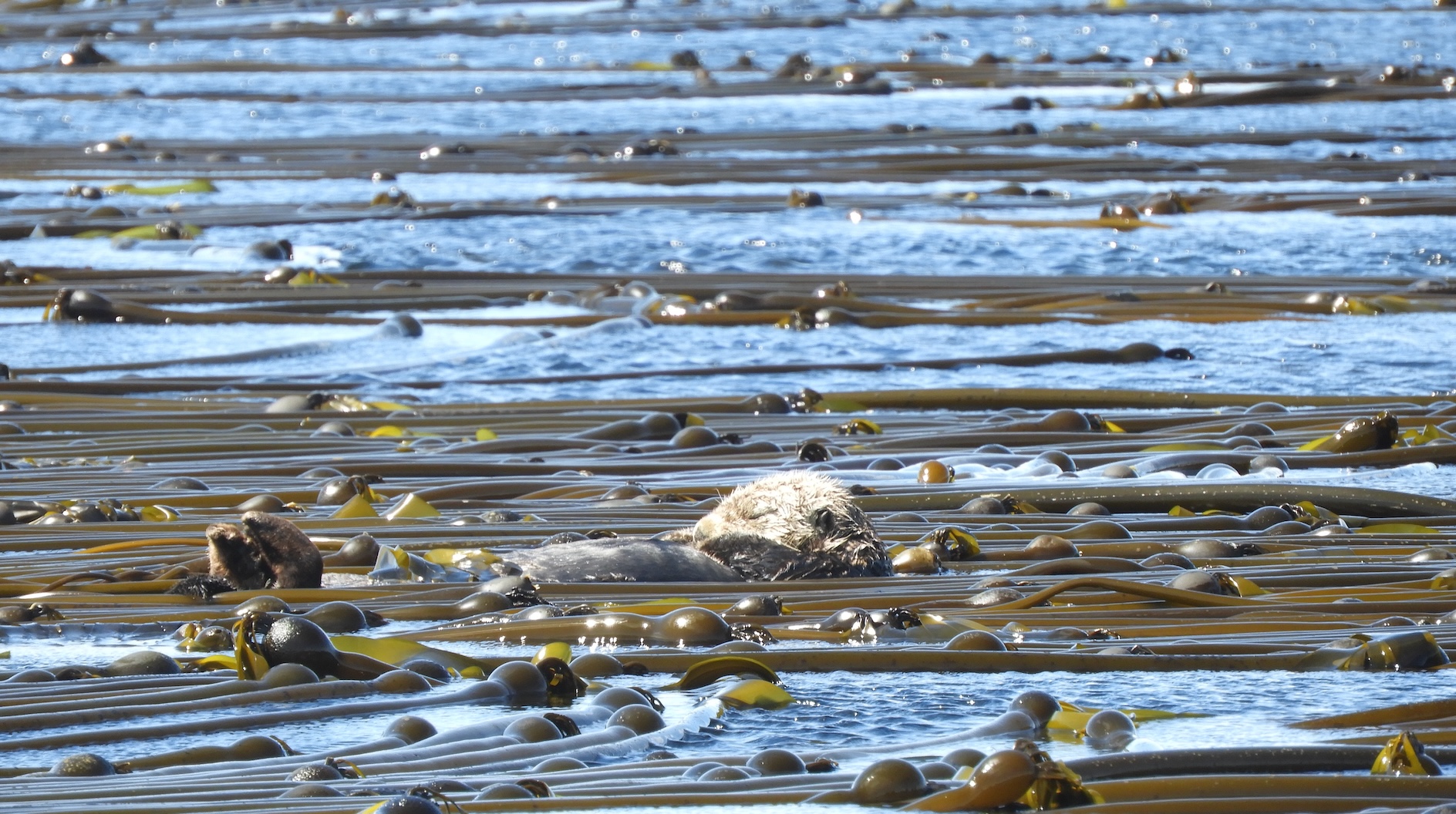 idiv-A sea otter sleeping on top of a kelp forest