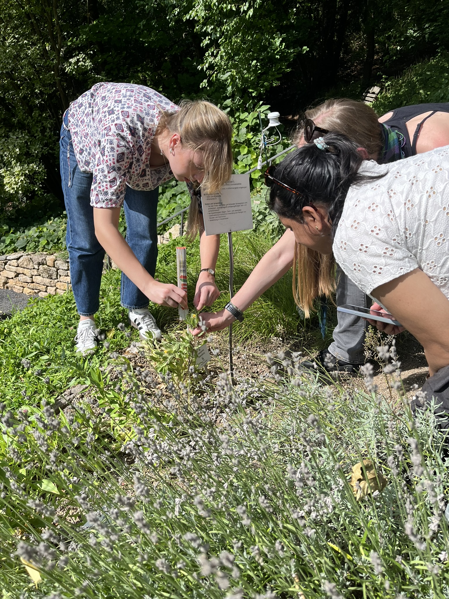 idiv-Three people bending over a garden bed examining plants with a small sign and a measuring stick