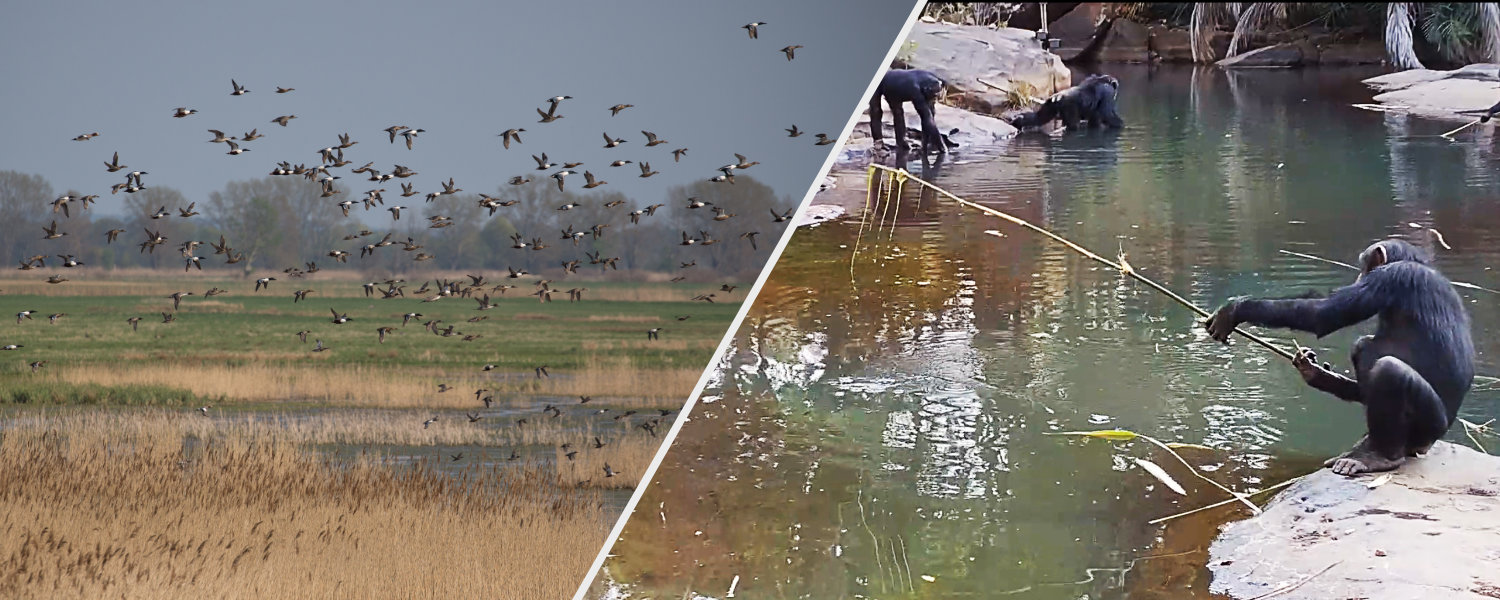 idiv-Left side shows a large flock of birds flying over a grassy wetland area right side shows a chimpanzee sitting by water holding a stick