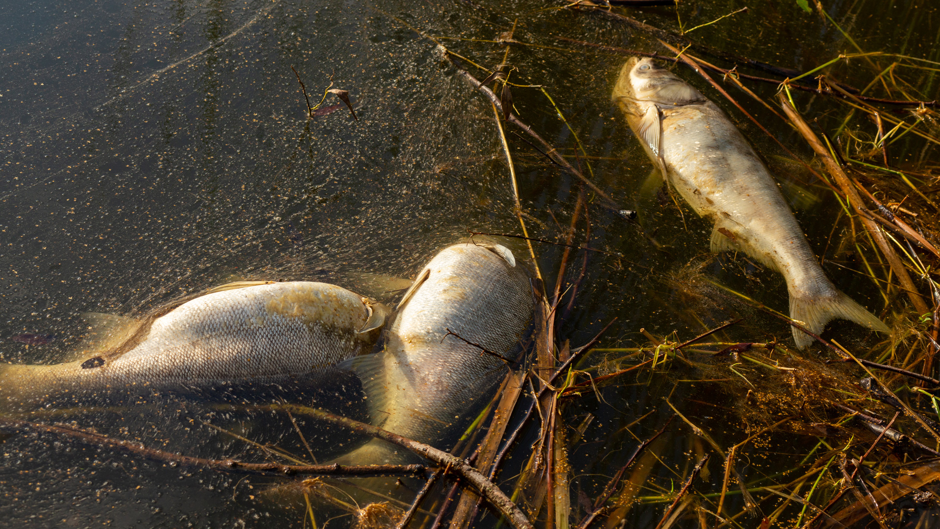 idiv-Three dead fish floating in water among submerged branches