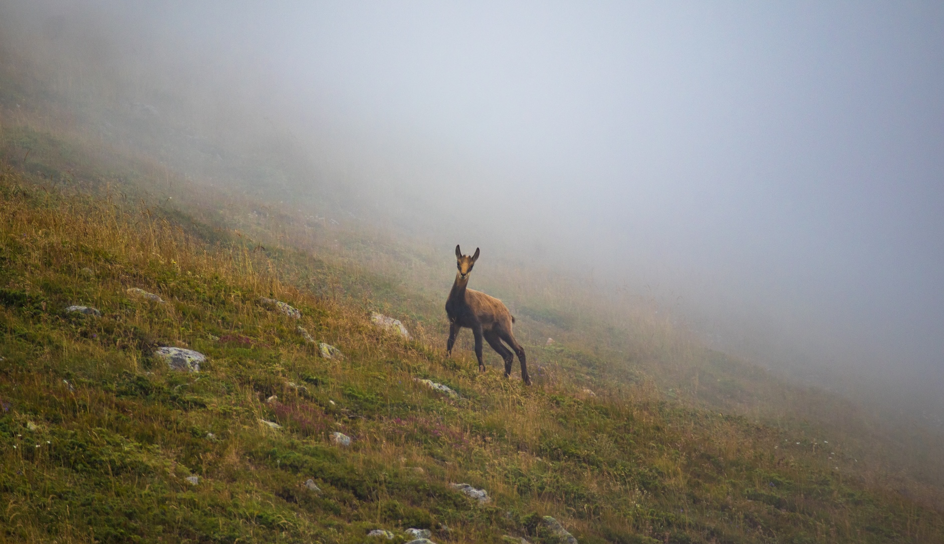 idiv-A Roe Deer on a hillside in the Balkans of Bulgaria.