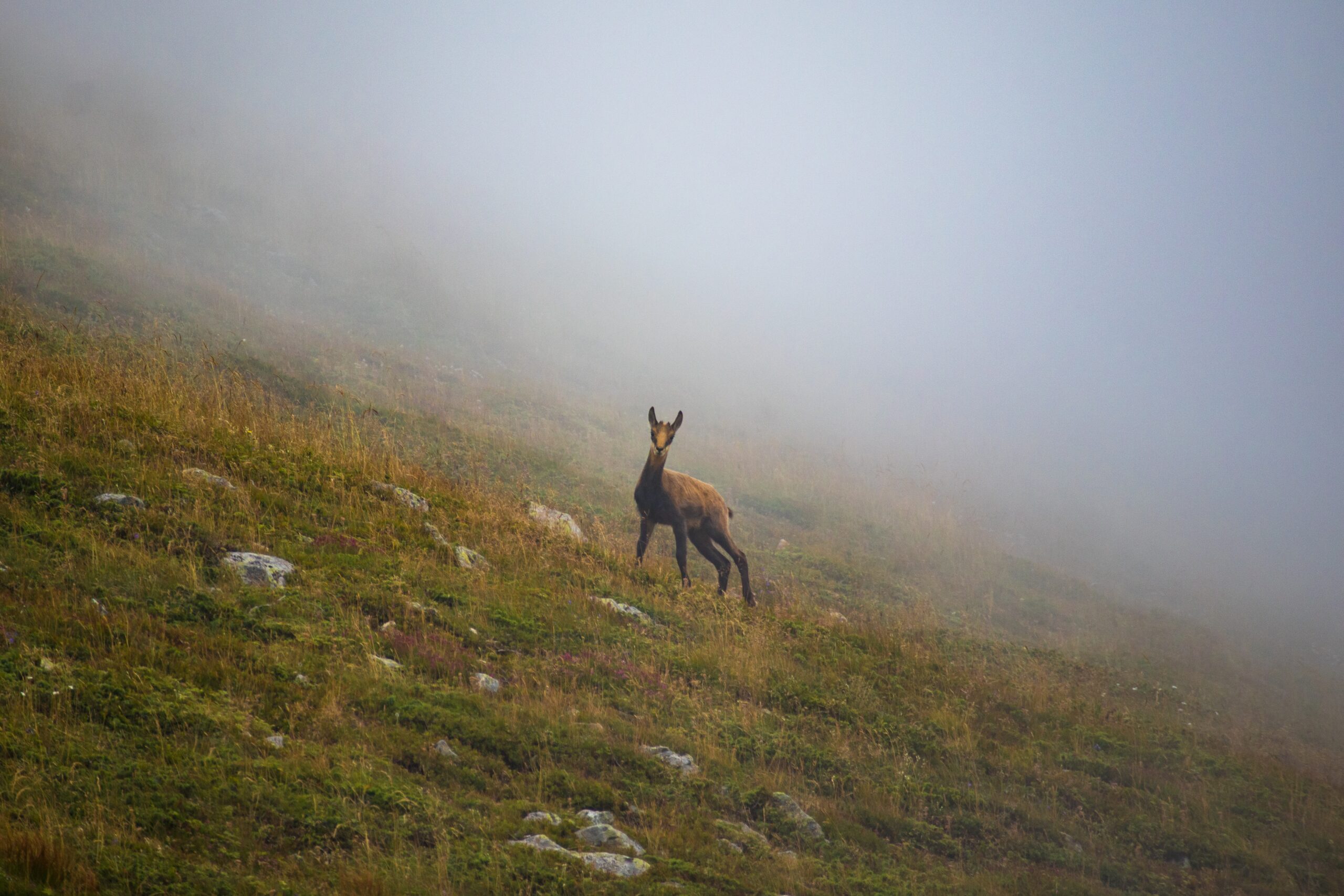 idiv-A Roe Deer on a hillside in the Balkans of Bulgaria.