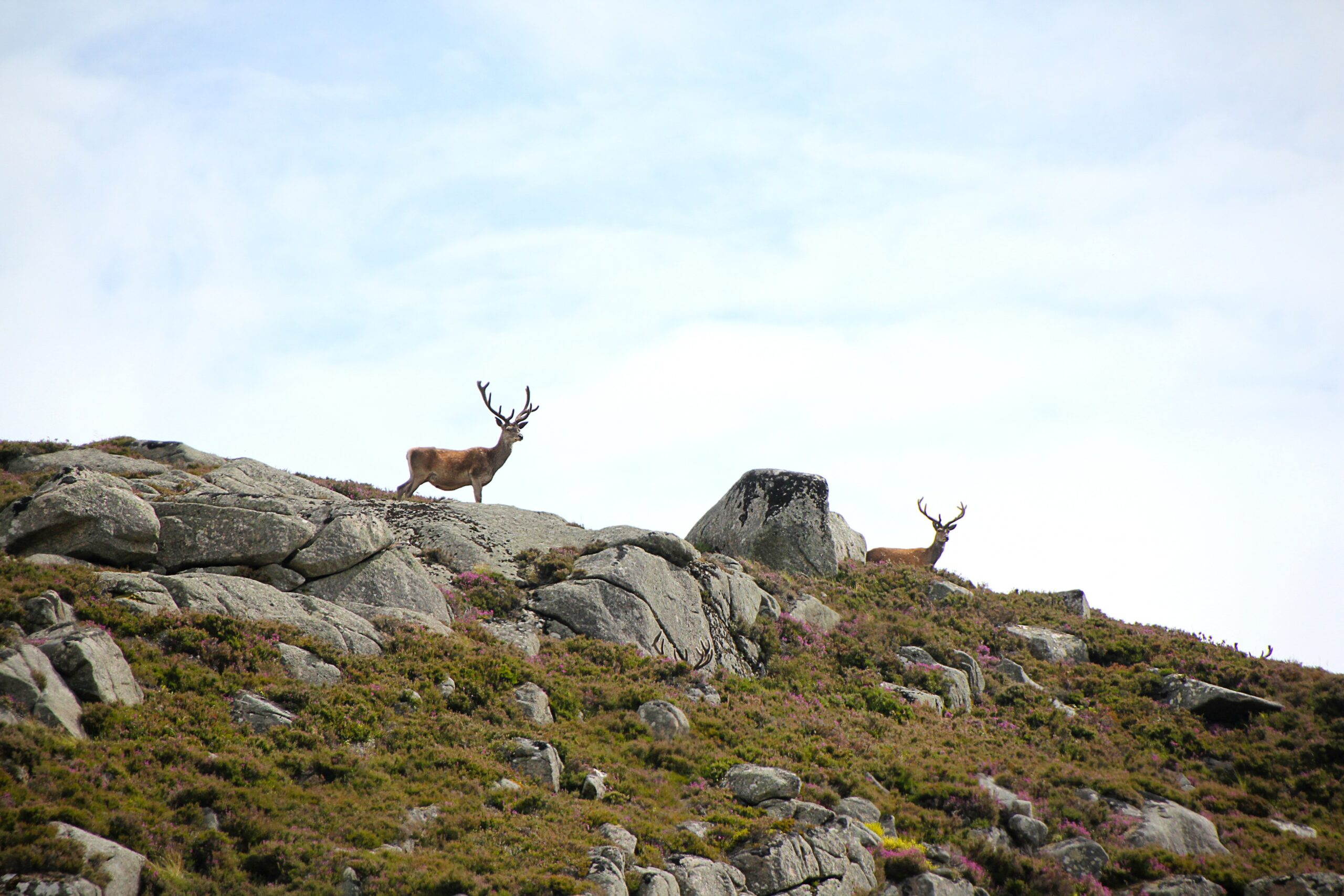idiv-Two Red Deer stags on a Scottish hillside.